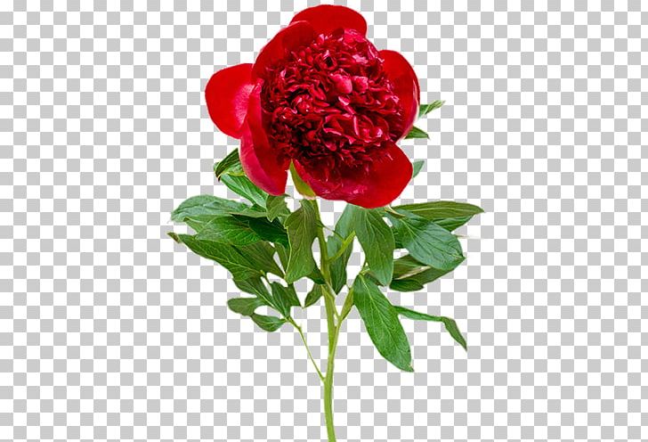 Garden Roses Peony Cut Flowers Flower Bouquet PNG, Clipart, Annual Plant, Aroma, Article, Cut Flowers, Flower Free PNG Download