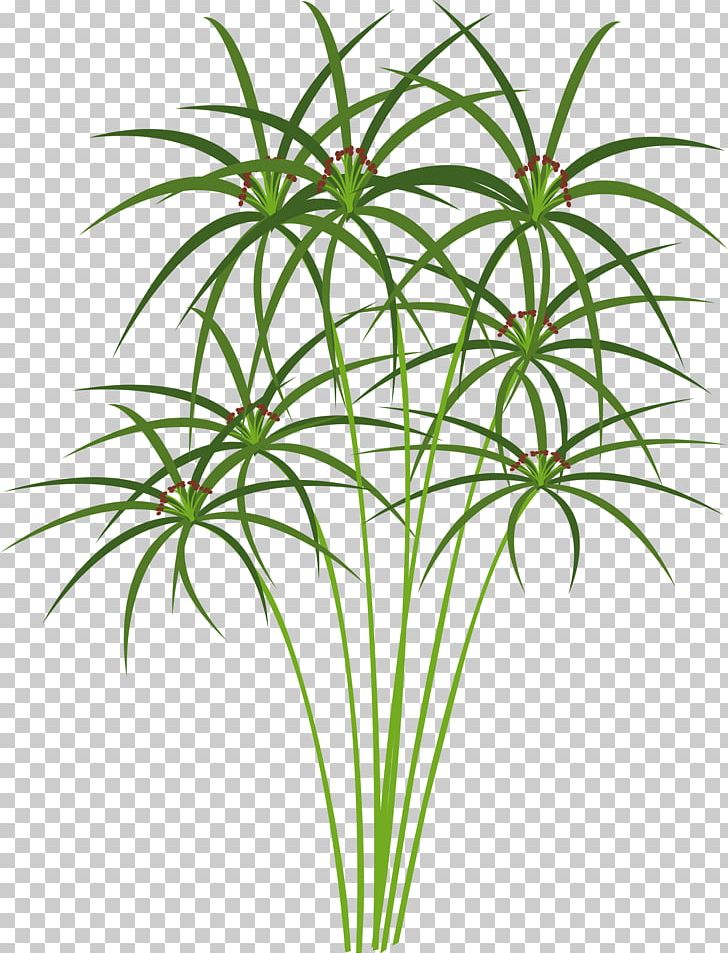 Paper Ancient Egypt Cyperus Papyrus PNG, Clipart, Ancient Egypt, Aquatic Plants, Clip Art, Cyperus Papyrus, Drawing Free PNG Download