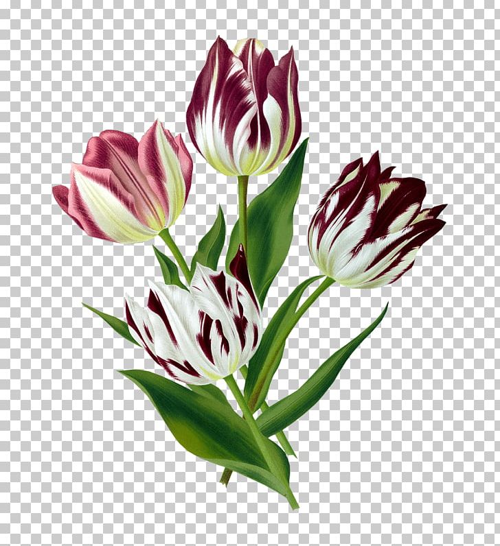 Tulip Art Floral Design Botanical Illustration PNG, Clipart, Art, Botanical Illustration, Botany, Bud, Cut Flowers Free PNG Download