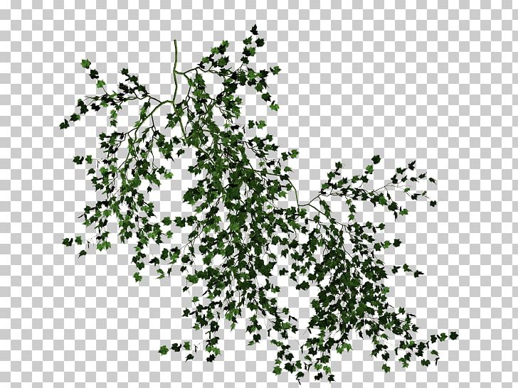 Vine Desktop Tree PNG, Clipart, Branch, Clip Art, Computer Icons, Copying, Data Free PNG Download