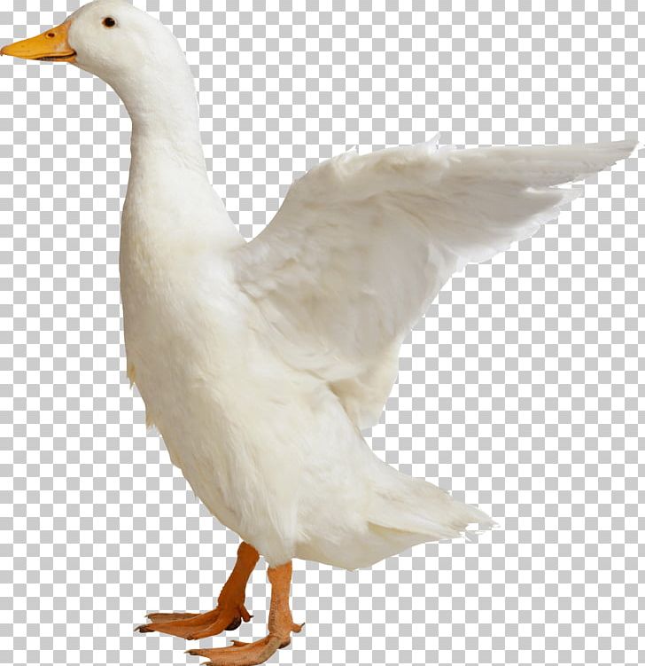 Duck Goose Bird Chicken PNG, Clipart, Animal Fat, Animals, Beak, Bird, Chicken Free PNG Download
