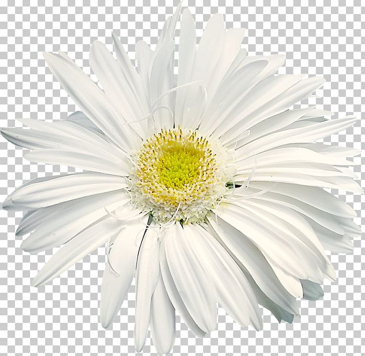 Shasta Daisy Flower Common Daisy Sticker Wall Decal PNG, Clipart, Annual Plant, Aster, Asterales, Camomile, Chamomile Free PNG Download