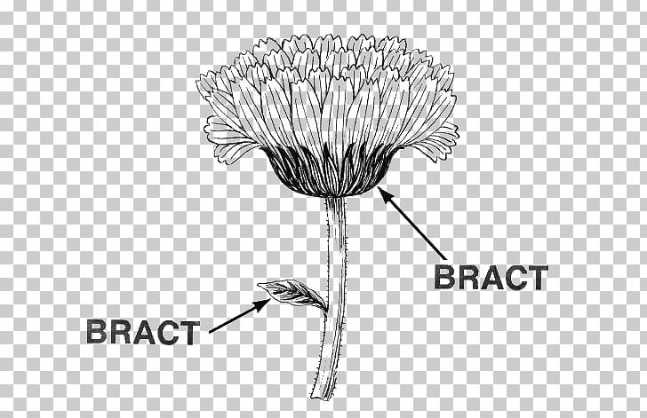 Bract Leaf Flower Diagram Poinsettia PNG, Clipart, Black And White, Botany, Bract, Cut Flowers, Definition Free PNG Download