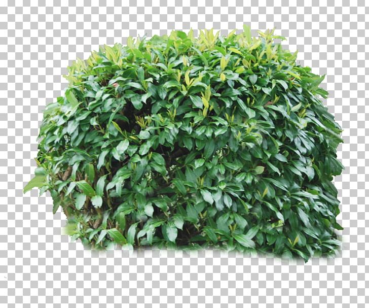 Bushes PNG, Clipart, Bushes Free PNG Download