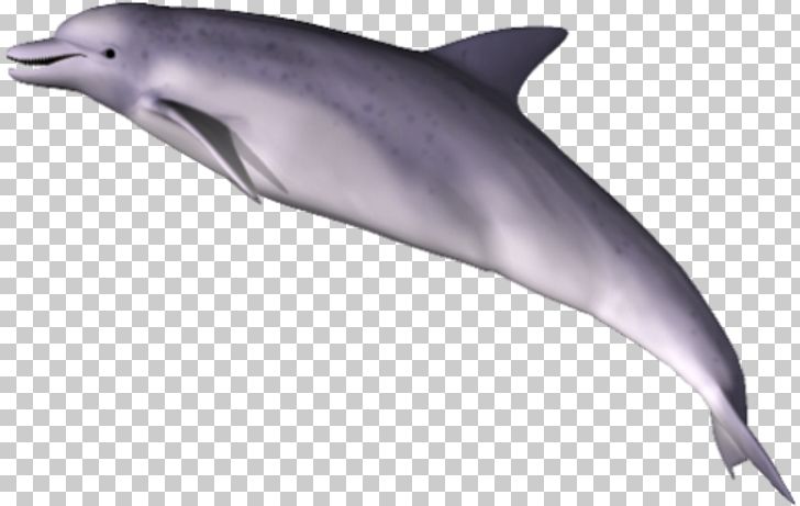 Dolphin PNG, Clipart, Animals, Fauna, Love, Mammal, Marine Biology Free PNG Download