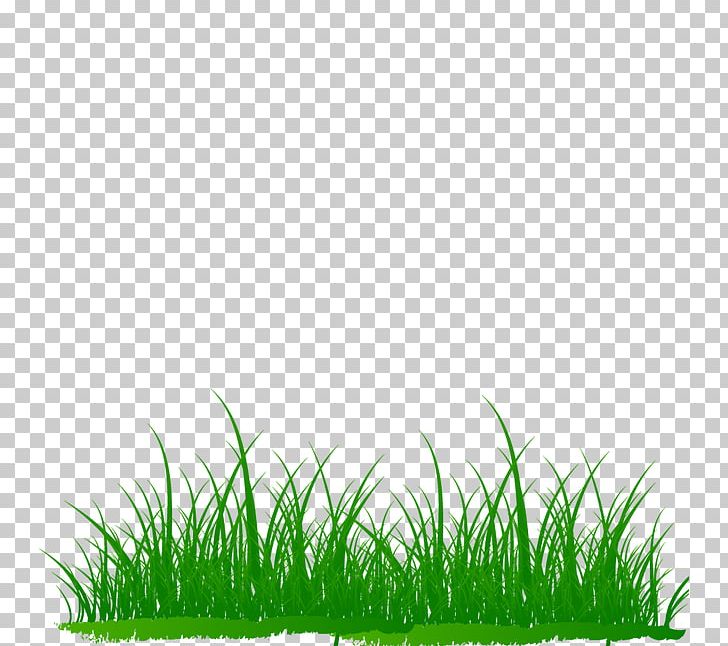 Microchloa PNG, Clipart, Background Green, Copyright, Creative Background, Download, Grass Free PNG Download