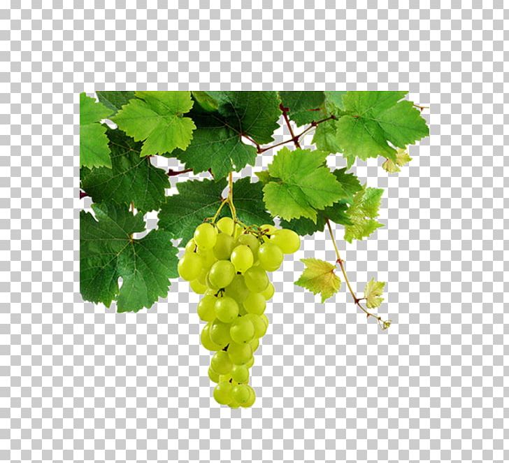 Sauvignon Blanc White Wine Pinot Blanc Chenin Blanc Riesling PNG, Clipart, Bunch, Chardonnay, Common Grape Vine, Delicious, Delicious Grapes Free PNG Download
