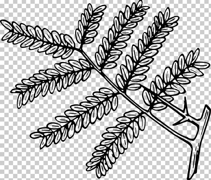 Tree Honey Locust Black Locust PNG, Clipart, Black And White, Black Locust, Branch, Drawing, Flower Free PNG Download