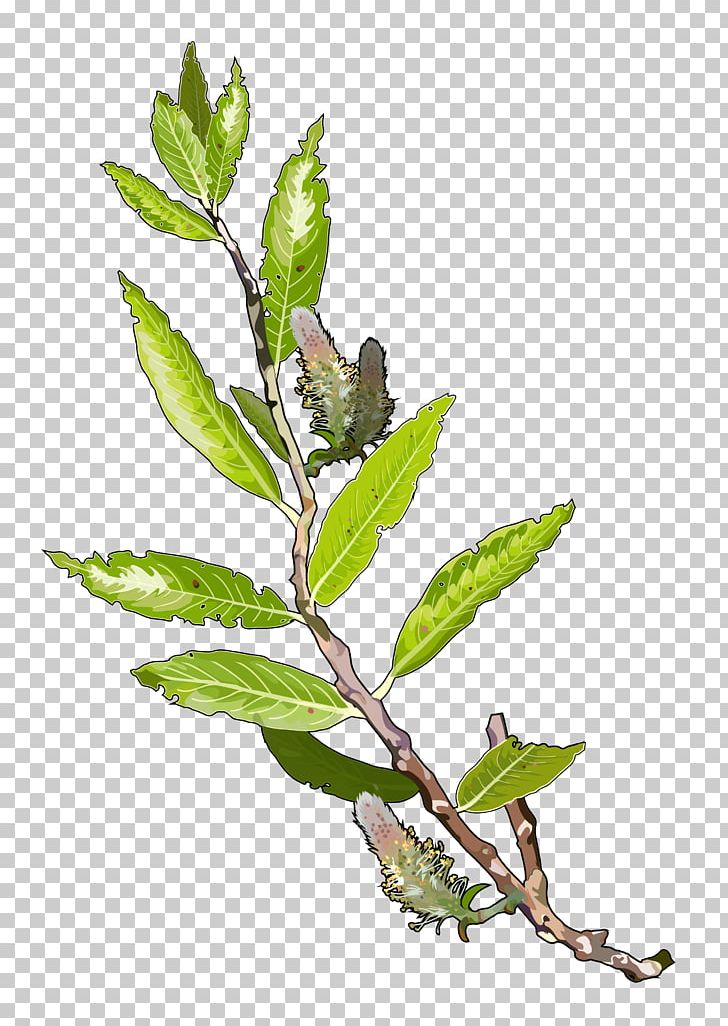 Tree Plant Branch Leaf Salix Alba PNG, Clipart, Algae, Branch, Canary Islands, Herb, Laurel Forest Free PNG Download