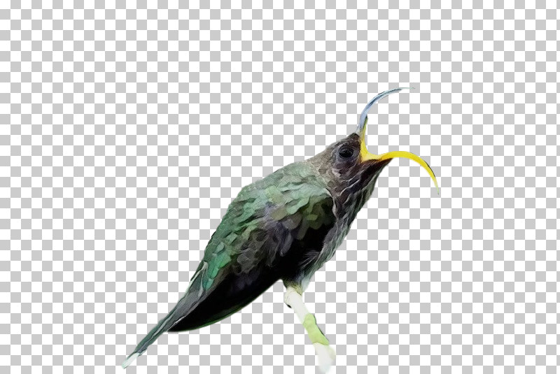 Feather PNG, Clipart, Beak, Cuckoos, Feather, Hummingbirds, Paint Free PNG Download