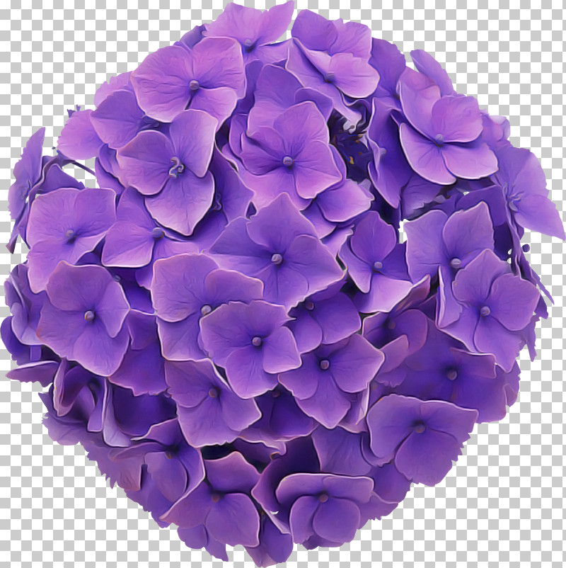 Hydrangea Summer Flower PNG, Clipart, Agromarket, Azalea, Cut Flowers, Floral Design, Flower Free PNG Download