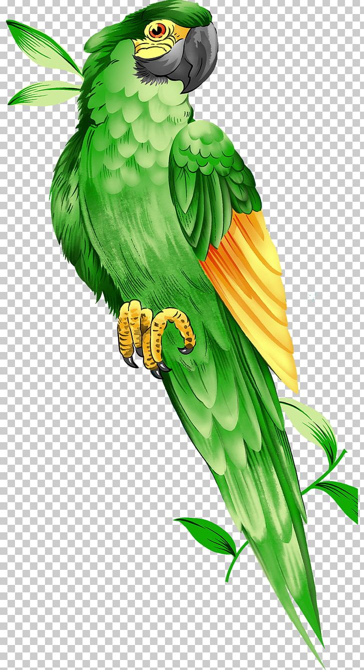 Amazon Parrot Bird Macaw Illustration PNG, Clipart, Animal, Animals, Art, Beak, Birds Free PNG Download