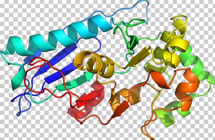 BUB1B Protein Kinase Threonine Gene PNG, Clipart, C 55, Cell Cycle Checkpoint, Cterminus, D 3, Details Free PNG Download