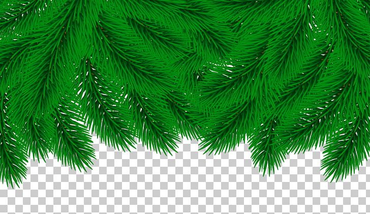 Christmas PNG, Clipart, Biome, Blog, Border, Branch, Christmas Free PNG Download