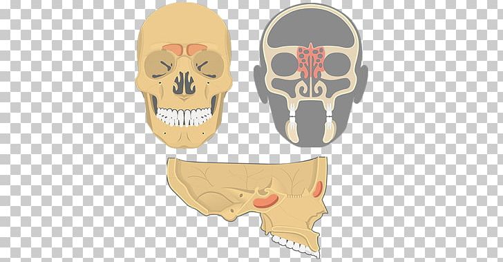 Skull Maxilla Ethmoid Bone Ethmoid Sinus Paranasal Sinuses PNG, Clipart, Anatomy, Bone, Ethmoid Bone, Ethmoid Sinus, Facial Skeleton Free PNG Download