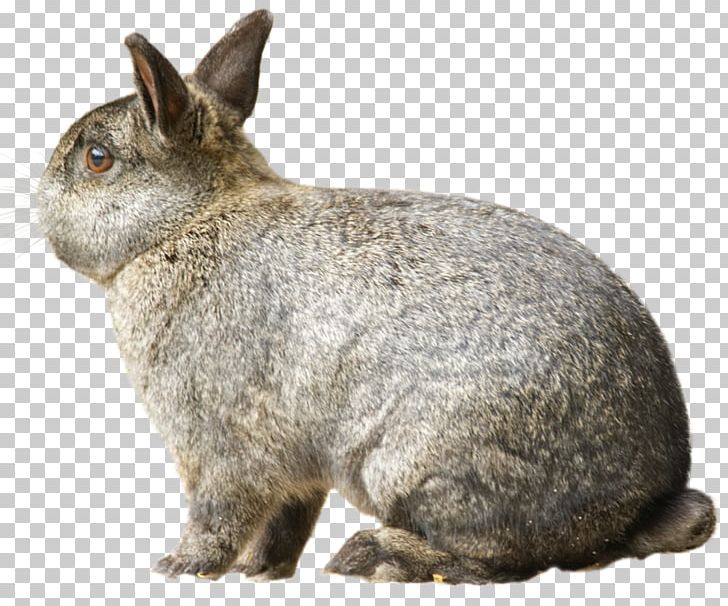 Domestic Rabbit European Hare Chase Bank PNG, Clipart, Animal, Animals, Art, Chase Bank, Deviantart Free PNG Download