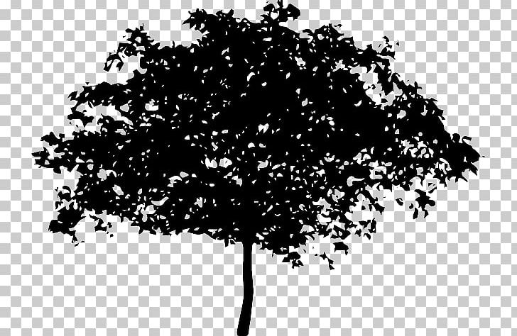 Graphics The Voice Of The Children In The Apple Tree Shrub PNG, Clipart, Black And White, Branch, Coast Redwood, Fruit Tree, Giant Sequoia Free PNG Download