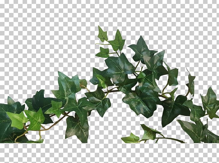 Leaf Branching PNG, Clipart, Branch, Branching, Ivy, Ivy Family, Leaf Free PNG Download