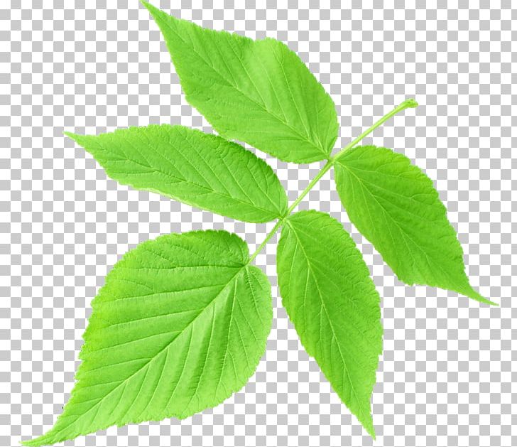 Leaf Plant Stem South Jeolla Province Sepal PNG, Clipart, Daum, Email, Folhas, Jango, Leaf Free PNG Download