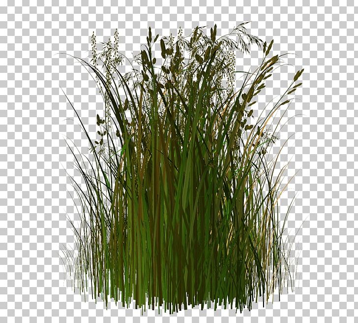 Portable Network Graphics Herbaceous Plant Tree PNG, Clipart, Commodity, Food Grain, Glade, Grass, Herb Free PNG Download