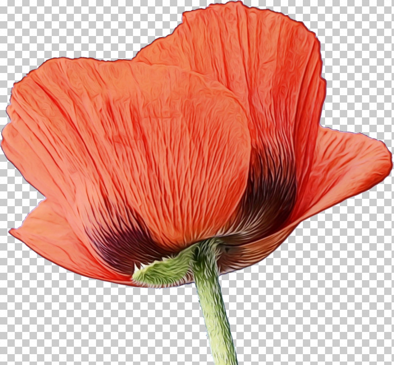 Orange PNG, Clipart, Coquelicot, Flower, Orange, Oriental Poppy, Paint Free PNG Download