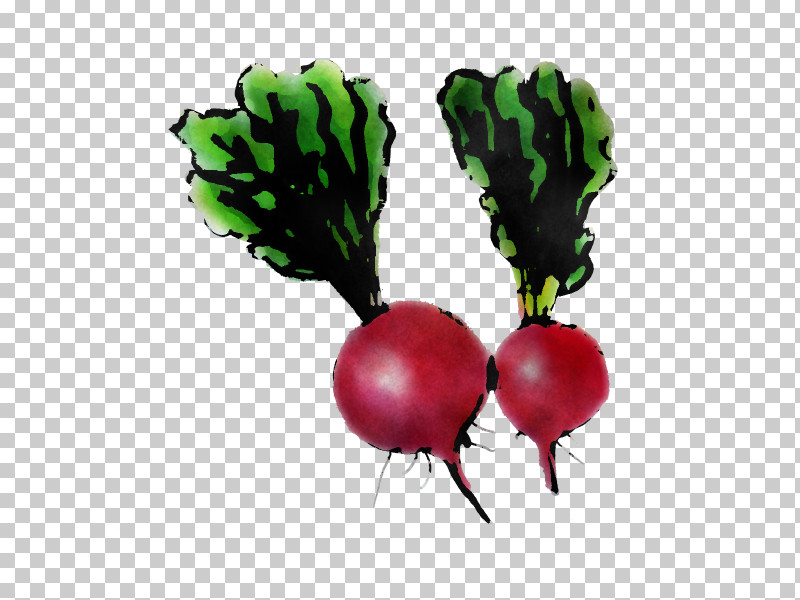 Radish Beetroot Vegetable Turnip Beet PNG, Clipart, Beet, Beetroot, Food, Fruit, Plant Free PNG Download