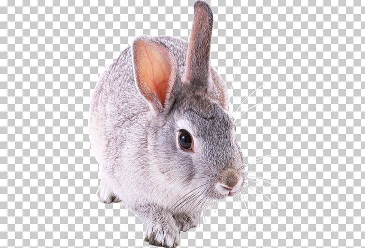 Holland Lop Rex Rabbit Tan Rabbit Domestic Rabbit Netherland Dwarf Rabbit PNG, Clipart, Animals, Chinchilla, Computer Icons, Domestic Rabbit, Ecology Free PNG Download