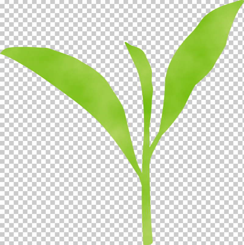 Leaf Flower Lily Of The Valley Plant Green PNG, Clipart, Flower, Green, Leaf, Lily Of The Valley, Paint Free PNG Download