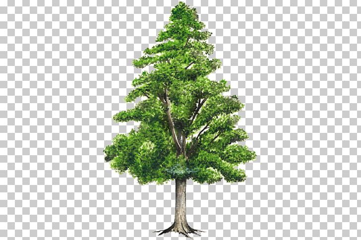 Pine Honduras Weeping Fig Spruce Tree PNG, Clipart, Biome, Bonsai, Branch, Cedar, Cedrus Atlantica Free PNG Download