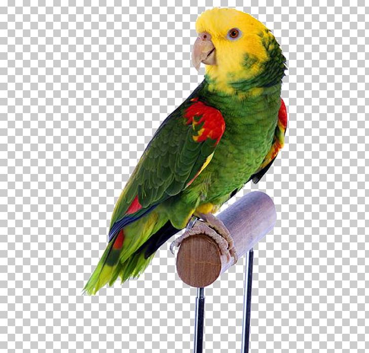 Bird Parrot Cockatiel Dog Budgerigar PNG, Clipart, Animals, Beak, Birds, Bird Supply, Cage Free PNG Download