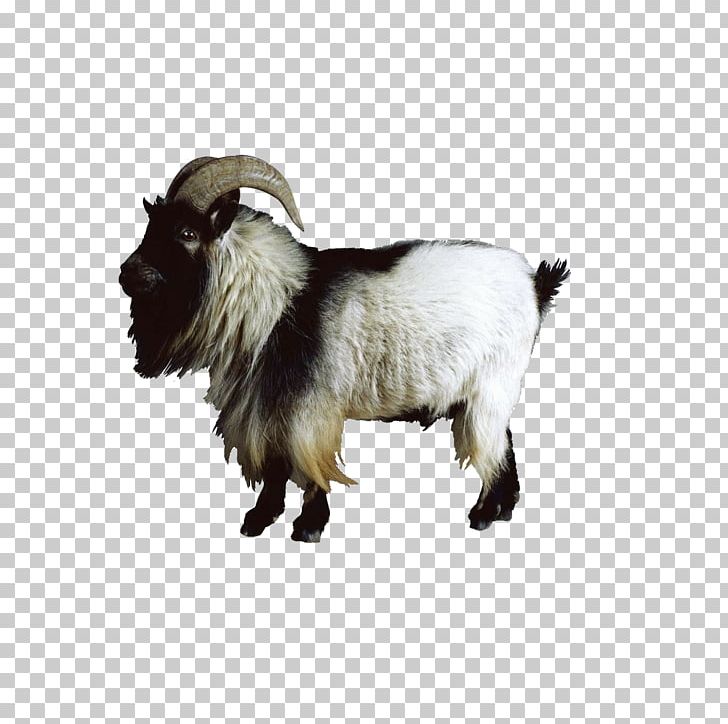 Boer Goat Nigerian Dwarf Goat Sheep Cattle PNG, Clipart, Animal, Animals, Caprinae, Cow Goat Family, Eid Goat Free PNG Download