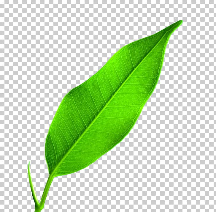 Leaf Google S PNG, Clipart, Autumn Leaf, Background, Banana Leaf, Decorative, Display Resolution Free PNG Download