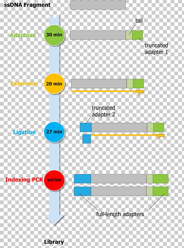 Swift Biosciences Massive Parallel Sequencing Organization PNG, Clipart, Accel, Angle, Area, Cassie, Diagram Free PNG Download