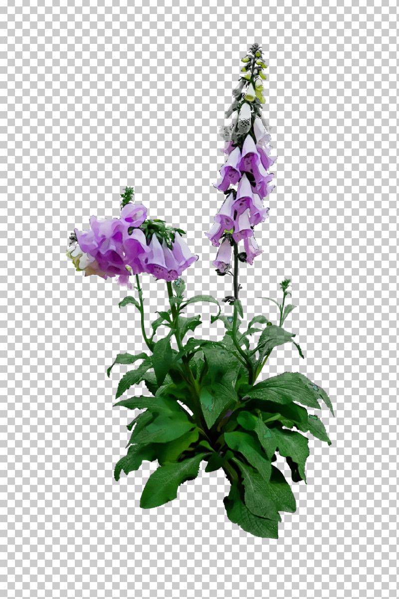 Lavender PNG, Clipart, Annual Plant, Bellflower Family, Bellflowers, Biology, Common Sage Free PNG Download