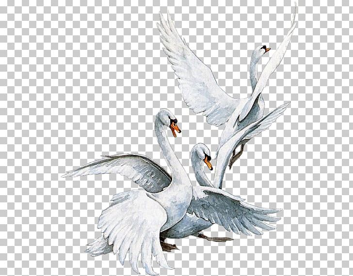 Bird Mute Swan Tundra Swan Duck PNG, Clipart, Animal, Animals, Animation, Beak, Bird Free PNG Download