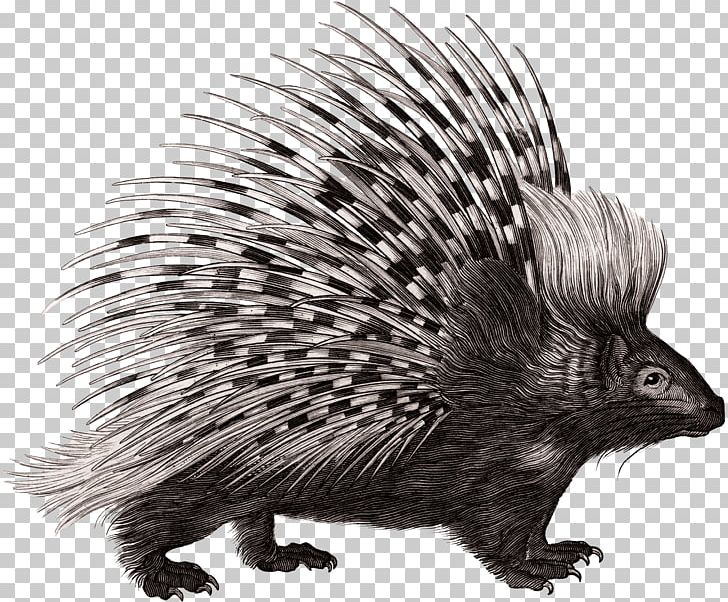 Crested Porcupine Rodent Zoological Lectures Delivered At The Royal Institution; PNG, Clipart, Animal, Black And White, Crested Porcupine, Domesticated Hedgehog, Drawing Free PNG Download