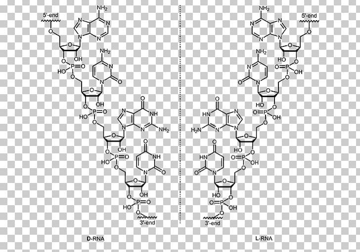 DNA L-Ribonucleic Acid Aptamer L-Ribonucleic Acid Aptamer RNA PNG, Clipart, Acid, Amino Acid, Angle, Aptamer, Area Free PNG Download