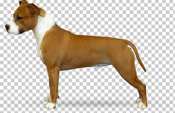 Dog Breed American Staffordshire Terrier American Pit Bull Terrier Staffordshire Bull Terrier PNG, Clipart, American Pit Bull Terrier, American Staffordshire Terrier, Bob Stone, Breed, Bull Terrier Free PNG Download