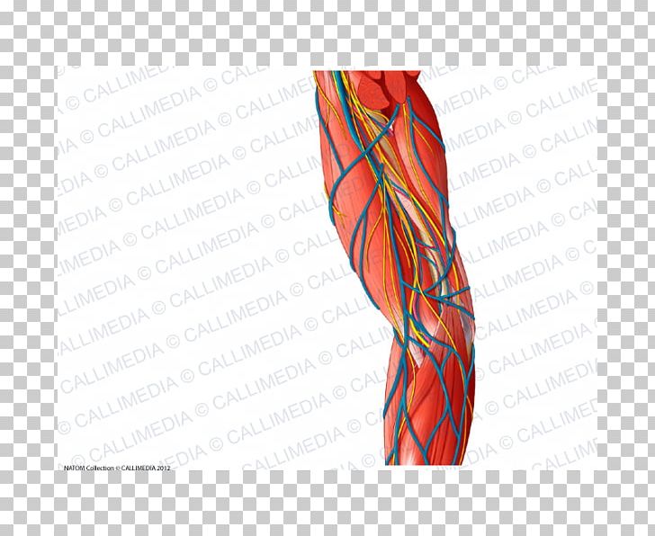 Anatomy Arm Blood Vessel Nerve Muscle PNG, Clipart, Abdomen, Anatomy, Angle, Arm, Artery Free PNG Download