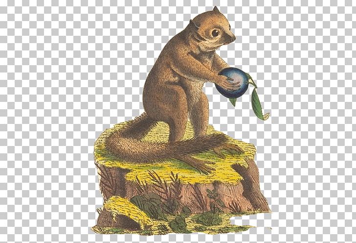 Duke Lemur Center Gray Mouse Lemur Goodman's Mouse Lemur Kirindy Forest Primate PNG, Clipart, Blueberry, Brown, Color, Fauna, Hand Free PNG Download