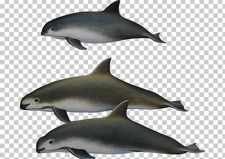 Harbour Porpoise Toothed Whale Vaquita Endangered Species PNG, Clipart, Cetacea, Fauna, Fin, Mammal, Marine Biology Free PNG Download