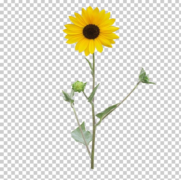 Common Sunflower PNG, Clipart, Chinese Style, Chrysanthemum, Common Sunflower, Cut Flowers, Daisy Family Free PNG Download