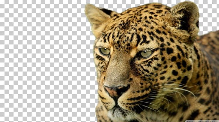 Leopard Desktop Felidae High-definition Television 4K Resolution PNG, Clipart, 8k Resolution, 1440p, 2160p, Animal, Animals Free PNG Download