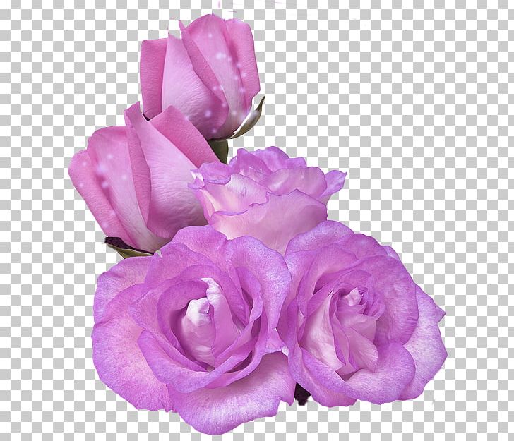 Stock Photography Rose PNG, Clipart, Cut Flowers, Floribunda, Flower, Flowering Plant, Flowers Free PNG Download