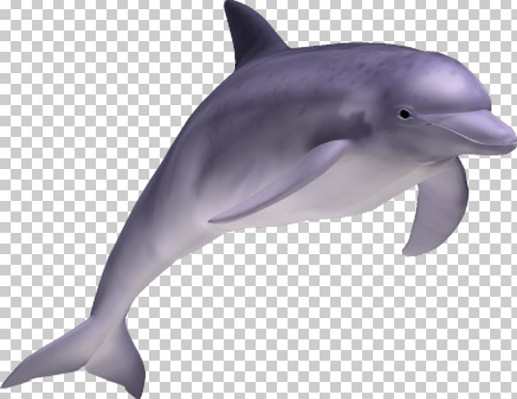 Striped Dolphin Common Bottlenose Dolphin Short-beaked Common Dolphin Rough-toothed Dolphin Tucuxi PNG, Clipart, Animals, Bottlenose Dolphin, Deviantart, Fauna, Mammal Free PNG Download
