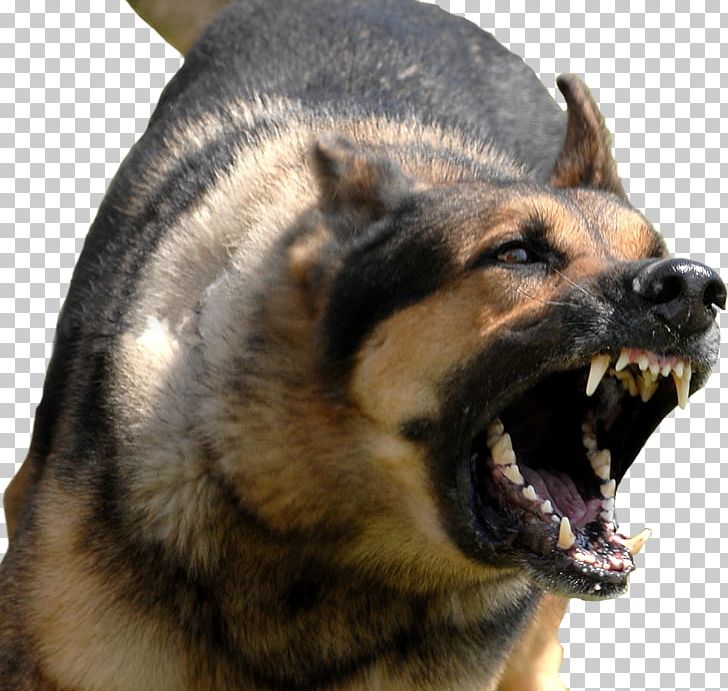 Bully Kutta Dog Bite Dog Training Guard Dog Leash PNG, Clipart, Animals, Bark, Bully Kutta, Carnivoran, Dog Free PNG Download