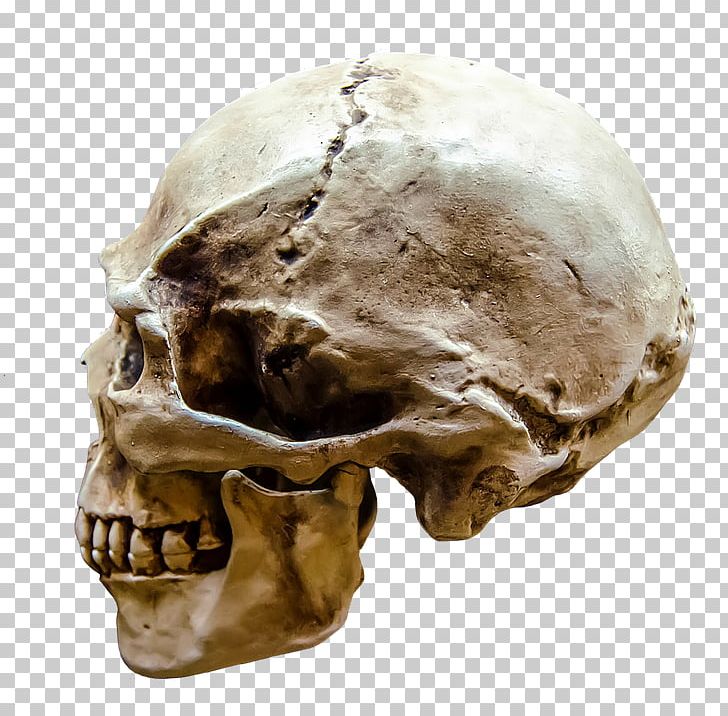 Human Skull Face Human Head Human Body PNG, Clipart, Anatomy, Bone, Face, Fantasy, Homo Sapiens Free PNG Download