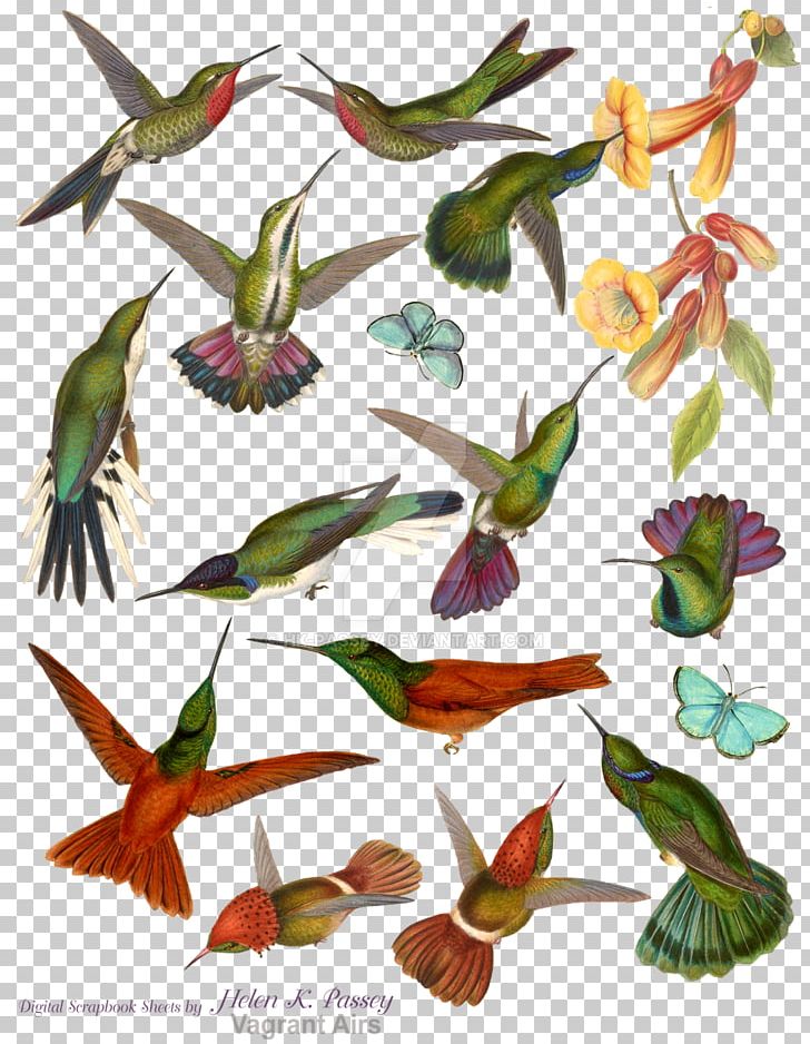 Hummingbird M Mountaingem Beak PNG, Clipart, Beak, Bird, Branch, Collage, Deviantart Free PNG Download