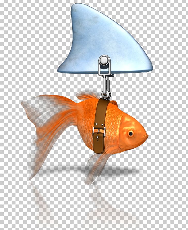 Shark Fin Soup Goldfish Shark Finning PNG, Clipart, Animals, Business, Clip Art, Fin, Fish Free PNG Download