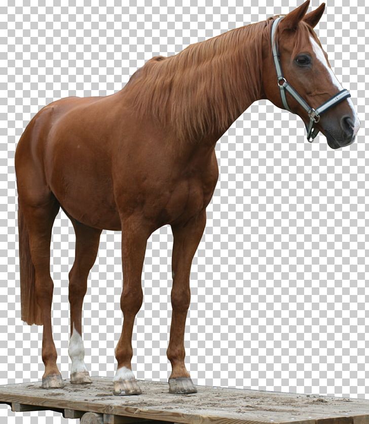 American Quarter Horse Arabian Horse Mustang Stallion Andalusian Horse PNG, Clipart, American Quarter Horse, Andalusian Horse, Arabian Horse, Bit, Bridle Free PNG Download